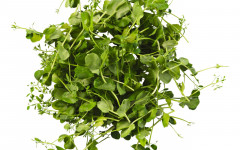 SALADE DE PEA 2x110GR