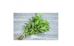 MENTHE BOTTE (KE)