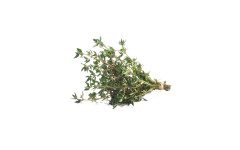 THYM RAVIER 40GR