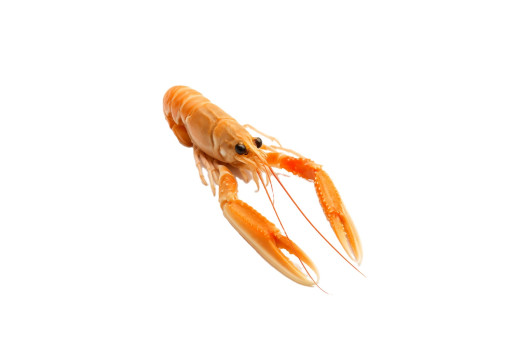 LANGOUSTINE ENTIERE 21/30 1KG