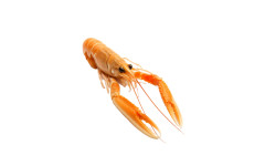 LANGOUSTINE ENTIERE 21/30 1KG