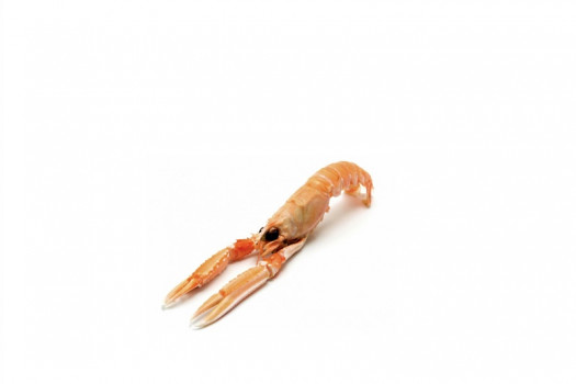 LANGOUSTINES ENTIERES 21/30 1KG