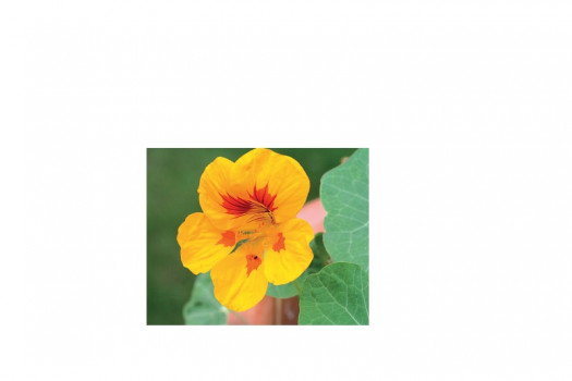 FLEUR COMESTIBLE RAVIER 1P
