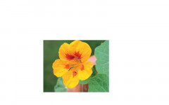 FLEUR COMESTIBLE RAVIER 1P